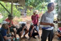 Polsek Ujungpangkah gerebek lokasi judi sabung ayam