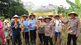 Kapolres Pelabuhan Tanjung Perak AKBP Wahyu Hidayat panen raya jagung