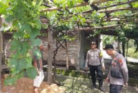 Polsek Patianrowo sambangi kebun anggur warga