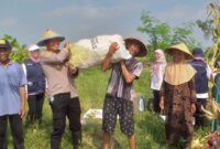 Kapolsek Cerme Iptu Andik Asworo saat panen raya jagung
