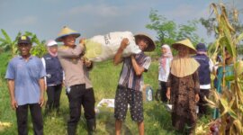 Kapolsek Cerme Iptu Andik Asworo saat panen raya jagung