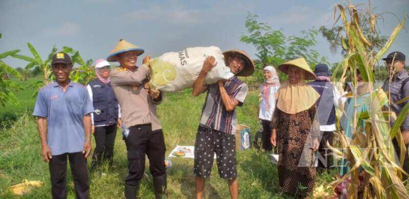Kapolsek Cerme Iptu Andik Asworo saat panen raya jagung
