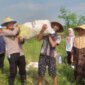 Kapolsek Cerme Iptu Andik Asworo saat panen raya jagung