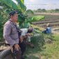 Polsek Lengkong saat cek lahan persawahan warga