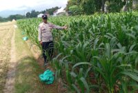 Bhabinkamtibmas Polsek Pace cek pekarangan warga