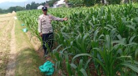 Bhabinkamtibmas Polsek Pace cek pekarangan warga