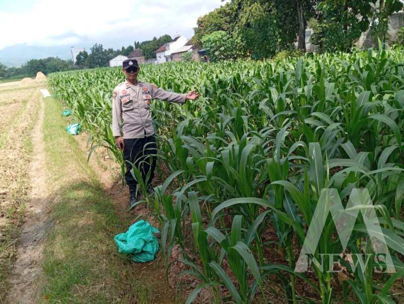 Bhabinkamtibmas Polsek Pace cek pekarangan warga