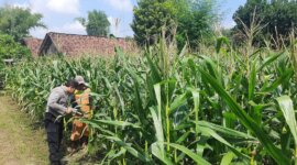 Bhabinkamtibmas Polsek Lengkong cek tanaman jagung