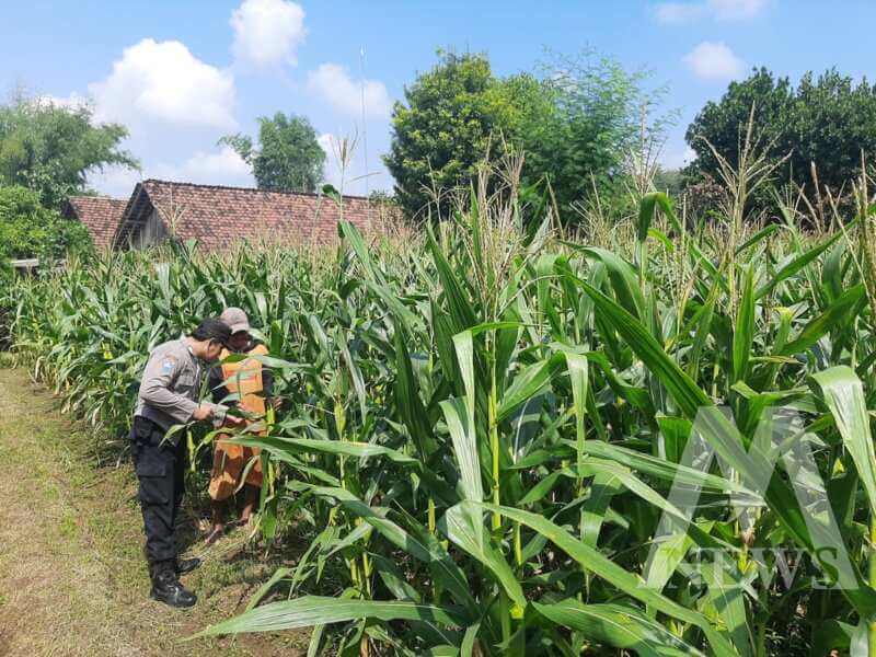 Bhabinkamtibmas Polsek Lengkong cek tanaman jagung