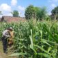 Bhabinkamtibmas Polsek Lengkong cek tanaman jagung