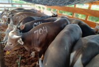 Hewan Qurban yang dilalulintaskan