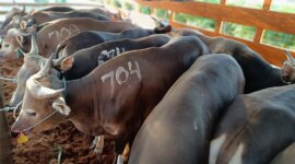 Hewan Qurban yang dilalulintaskan