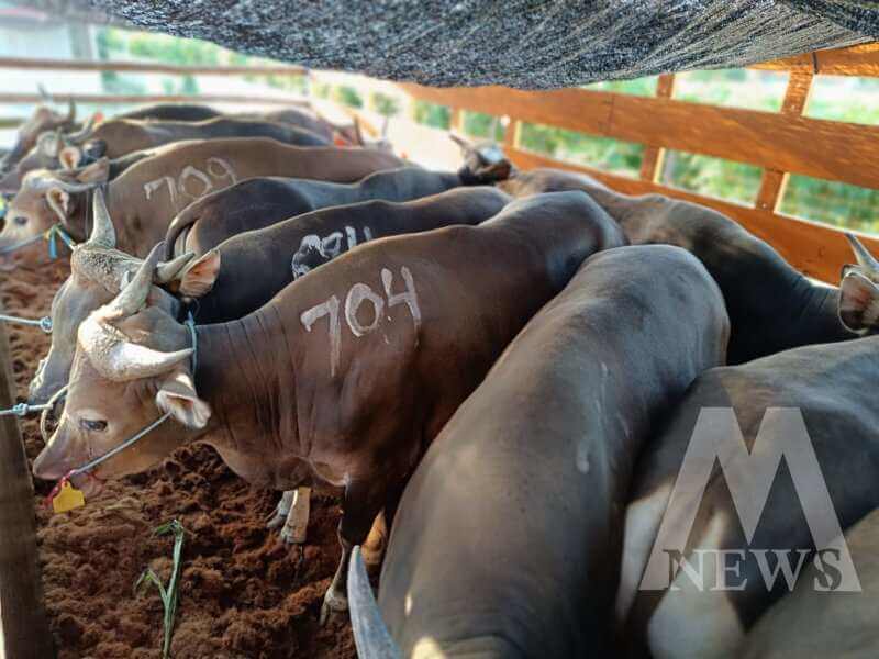 Hewan Qurban yang dilalulintaskan