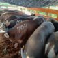 Hewan Qurban yang dilalulintaskan