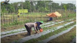 Pemdes Pungpungan dan TNI Polri tanami lahan kosong