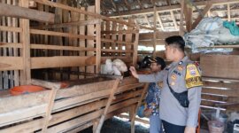Polsek Lengkong cek peternakan warga