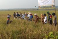 Panen Raya Padi Organik di Sambiroto bersama berbagai elemen