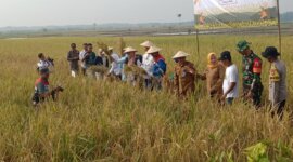 Panen Raya Padi Organik di Sambiroto bersama berbagai elemen