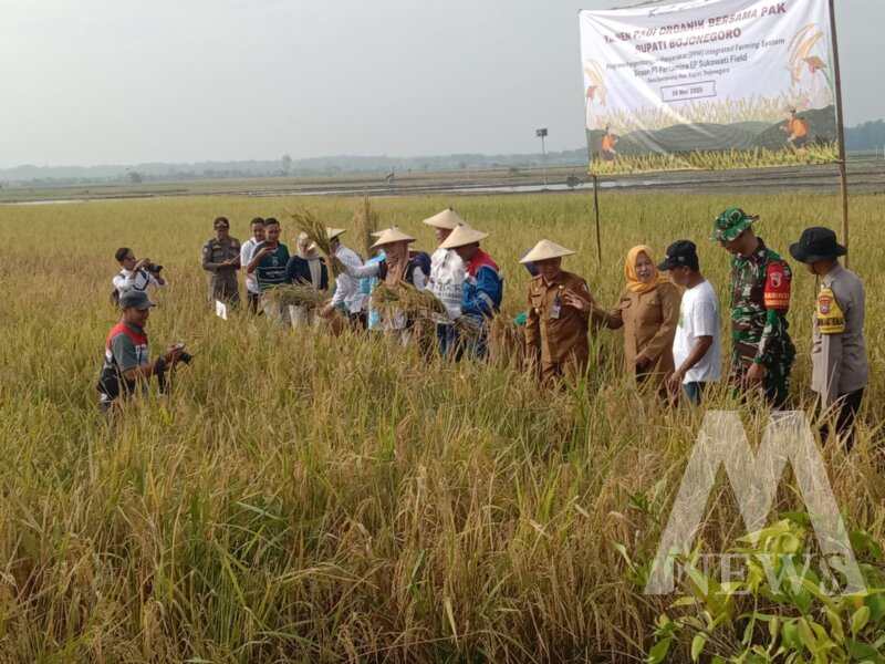 Panen Raya Padi Organik di Sambiroto bersama berbagai elemen