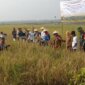 Panen Raya Padi Organik di Sambiroto bersama berbagai elemen