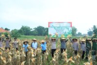 Polres Bangkalan dan Tiga Pilar Panen Jagung