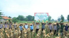 Polres Bangkalan dan Tiga Pilar Panen Jagung