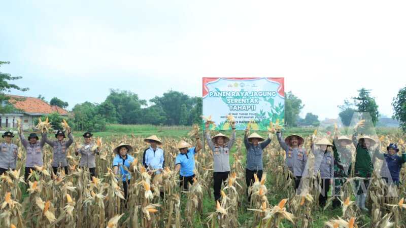 Polres Bangkalan dan Tiga Pilar Panen Jagung