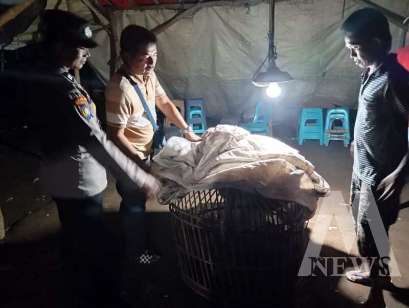 Arena judi sabung ayam di bongkar Polisi