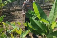 Bhabinkamtibmas Polsek Gondang cek pekarangan di Senjayan