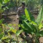 Bhabinkamtibmas Polsek Gondang cek pekarangan di Senjayan