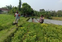 Bhabinkamtibmas Polsek Ngronggot cek pemanfaatan lahan cabe