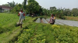 Bhabinkamtibmas Polsek Ngronggot cek pemanfaatan lahan cabe
