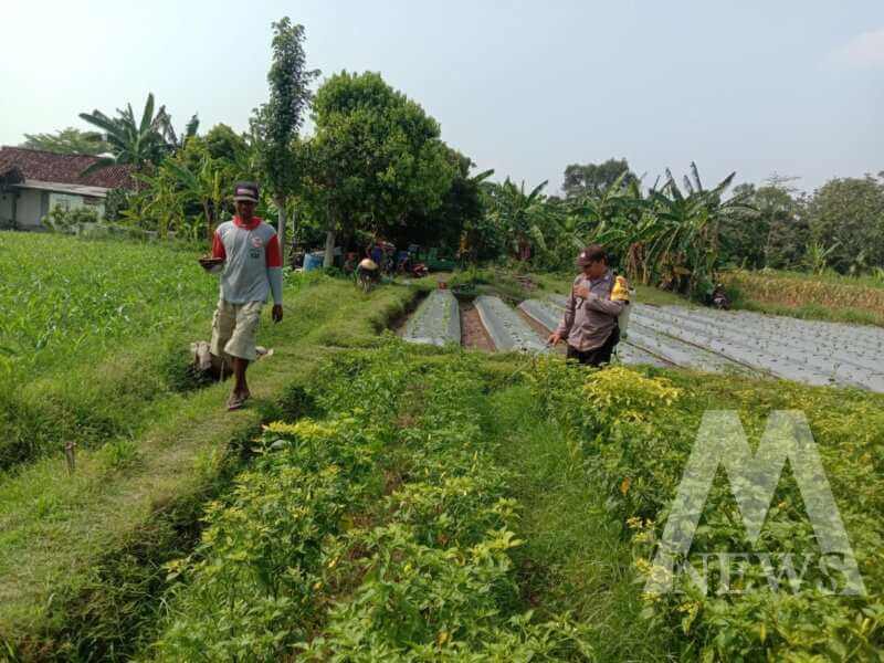 Bhabinkamtibmas Polsek Ngronggot cek pemanfaatan lahan cabe