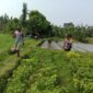 Bhabinkamtibmas Polsek Ngronggot cek pemanfaatan lahan cabe