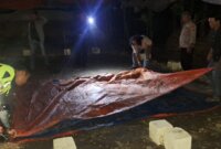 Polisi bongkar tempat Judi Sabung Ayam