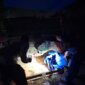 Polres Nganjuk Bongkar Arena Judi Sabung Ayam