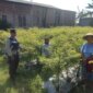 Polsek Nganjuk Kota cek lahan pekarangan warga