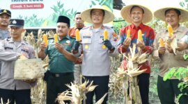 Kapolres Gresik AKBP Rovan Richard Mahenu saat Panen Raya Jagung
