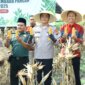 Kapolres Gresik AKBP Rovan Richard Mahenu saat Panen Raya Jagung
