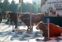 Hewan Qurban yang akan di sembelih dan dibagikan ke warga sekitar