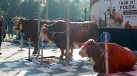 Hewan Qurban yang akan di sembelih dan dibagikan ke warga sekitar
