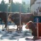 Hewan Qurban yang akan di sembelih dan dibagikan ke warga sekitar