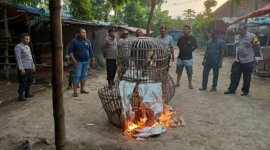 Polres Nganjuk bongkar lokasi sabung ayam