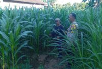 Polsek Pace tinjau lahan pekarangan