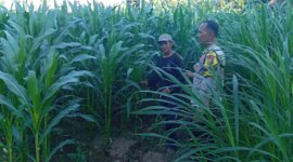 Polsek Pace tinjau lahan pekarangan