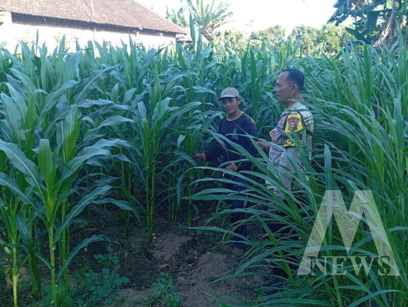 Polsek Pace tinjau lahan pekarangan