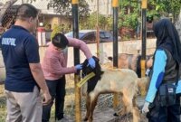 Dokter hewan cek kesehatan hewan qurban
