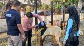Dokter hewan cek kesehatan hewan qurban
