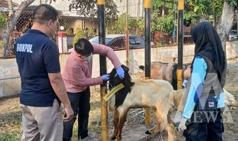 Dokter hewan cek kesehatan hewan qurban