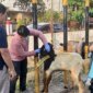 Dokter hewan cek kesehatan hewan qurban